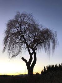 Silhouette bare tree on field against sky during sunset