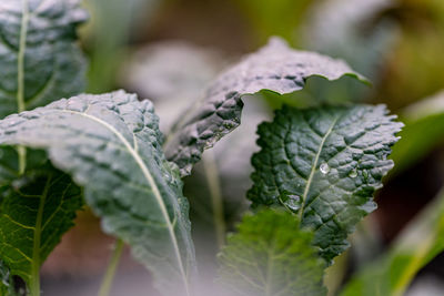 Close-up of frozen plant leaves during winter