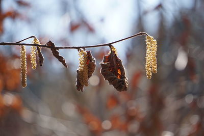 Close-up of dry leaves hanging on branch