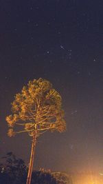 Low angle view of trees against sky at night