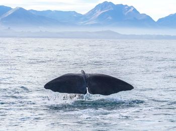 Scenic view of whale tail against sea