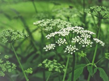 Close-up of flowering plant against rich green graas