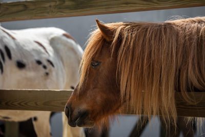 Close-up of a horse