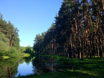 Scenic view of lake in forest against clear sky