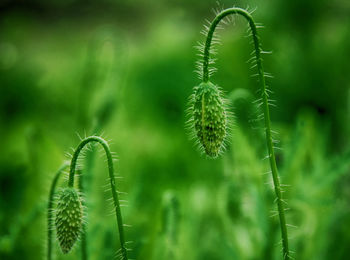 Close-up of fern