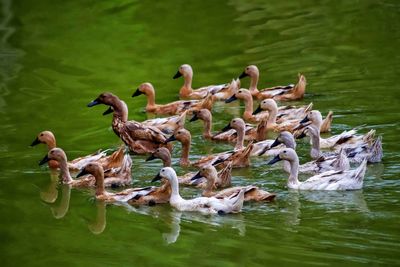 Ducks in a lake