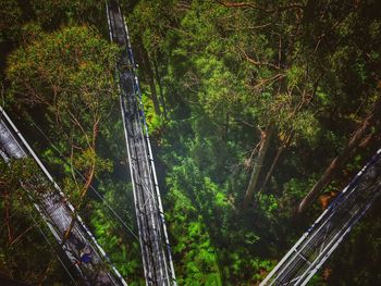 High angle view of bridges amidst trees in forest
