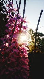 Close-up of pink flowering plant against sky