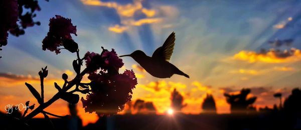 Close-up of silhouette flowers against sky during sunset