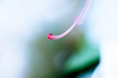 Close-up of red flower bud