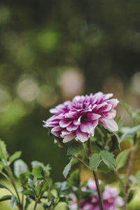 Close-up of purple flower blooming outdoors