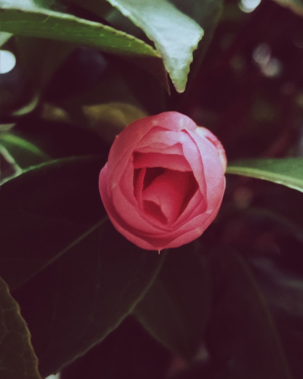 CLOSE-UP OF RED ROSE IN SUNLIGHT