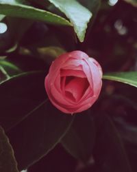 Close-up of red rose