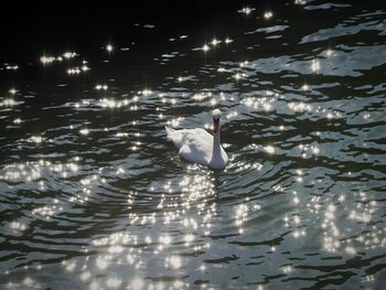 Swan swimming in lake