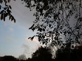 Low angle view of silhouette bird flying against sky