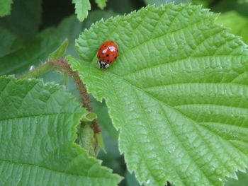 Close-up of ladybug on leaf