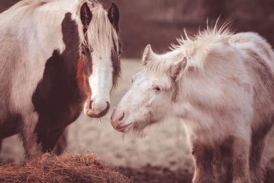 Horses being affectionate