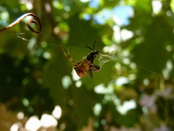 Close-up of insect on plant