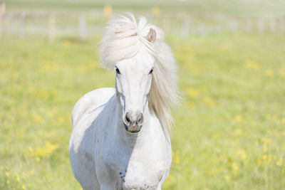 Portrait of white horse on field