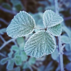 frost