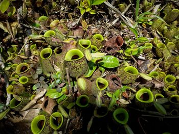 High angle view of plants growing on field