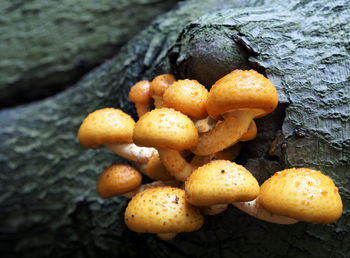High angle view of mushrooms on tree