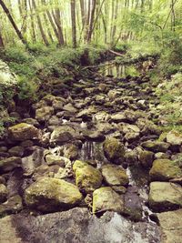 Stream flowing through rocks in forest