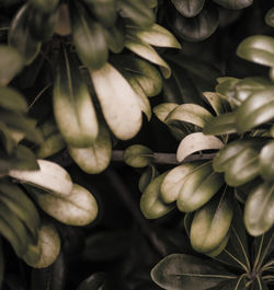 Full frame shot of leaves