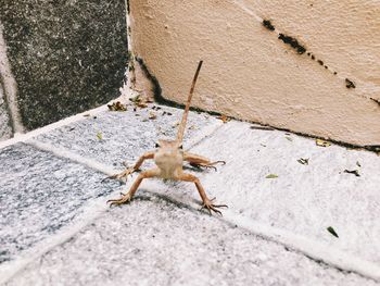 High angle view of insect on footpath