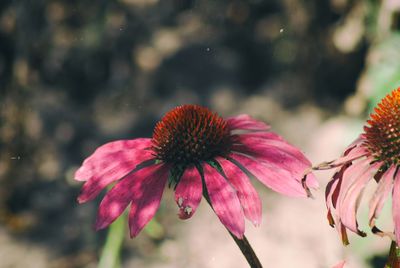 Close-up of pink flower