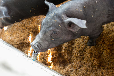 Close-up of lion statue