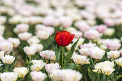 Close-up of pink flowering plants on field