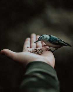 Cropped hand of man feeding bird
