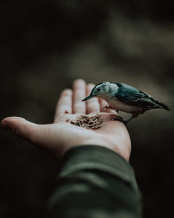 Midsection of bird perching on hand