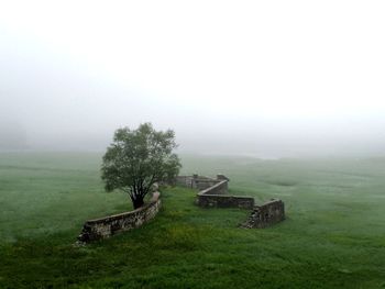 Scenic view of tree in field against sky during foggy weather