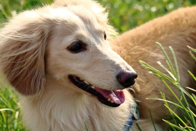 Close-up of a dog looking away