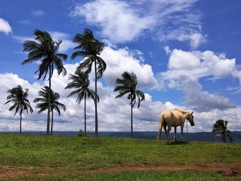 Horses grazing on field against sky