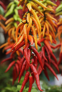 Close-up of red chili peppers on plant