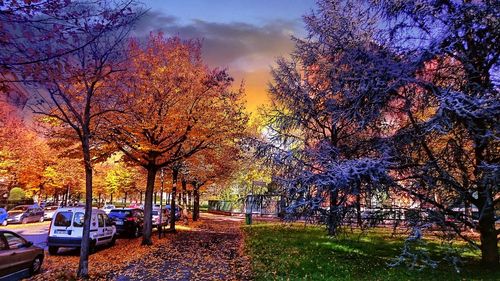 Trees in park during autumn