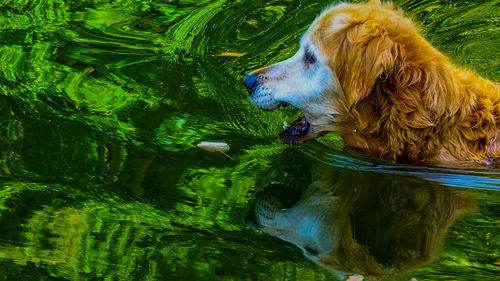 Dog swimming in lake
