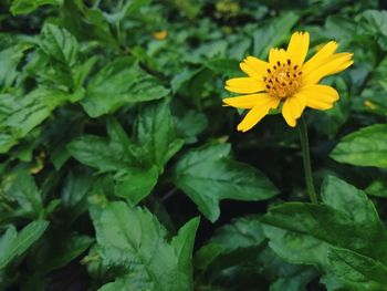 Close-up of yellow flowering plant
