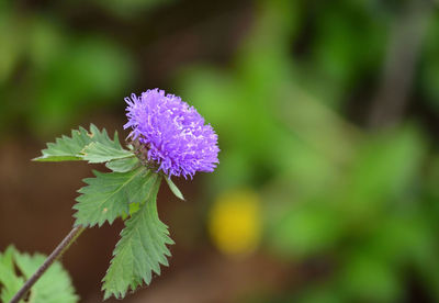 Close-up of purple flowering plant