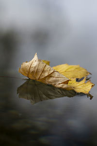 Close-up of dry leaf on plant during autumn