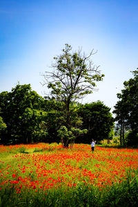 Yellow flowers blooming against clear sky