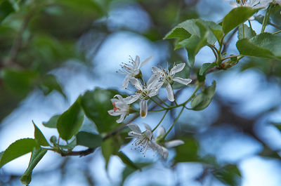 Low angle view of cherry blossom on tree