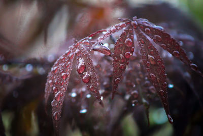 Close-up of wet plant leaves during rainy season