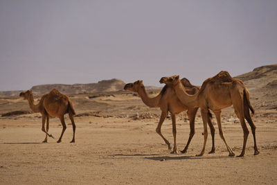 Horses in a desert