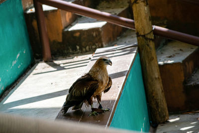 Bird perching on a railing