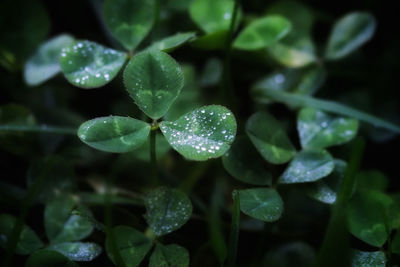 Close-up of raindrops on leaves