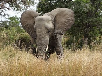 Elephant in a forest